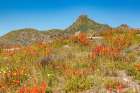 Washington State, Skamania County. Mount St. Helens. Indian paintbrush, and Lupine wildflowers Art Print